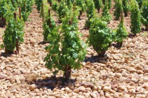 Wandern Provence-Reben in Châteauneuf