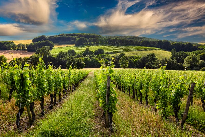 Atlantikküste Frankreich Weinberg in Bordeaux mit üppigem Grün