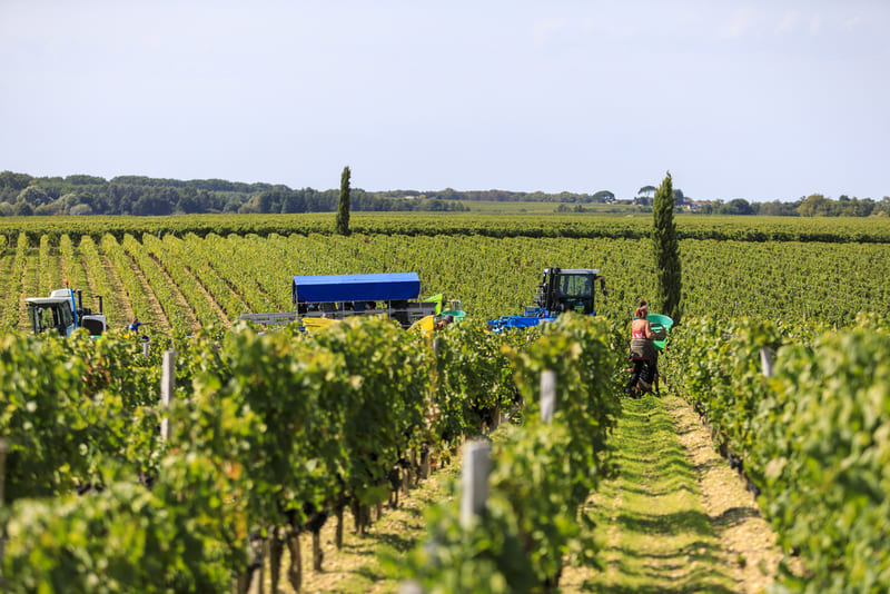 Atlantikküste Frankreich Weinernte im Château Gruaud Larose