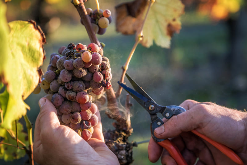 Atlantikküste Frankreich Weinlese in Sauternes mit reifen Trauben