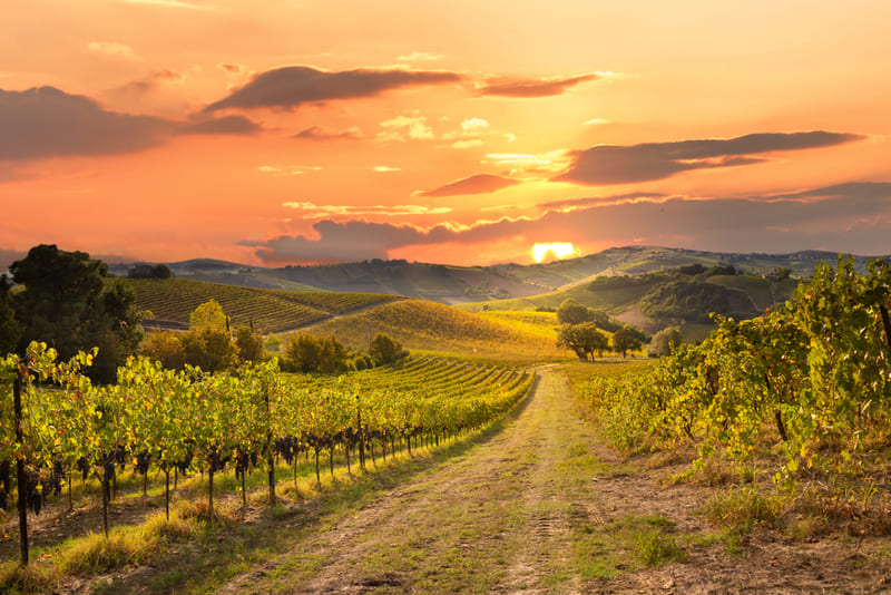 Atlantikküste Frankreich Weinberg bei Sonnenuntergang mit hügeliger Landschaft