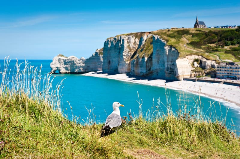 normandie frankreich Alabasterküste mit Klippen und Möwe