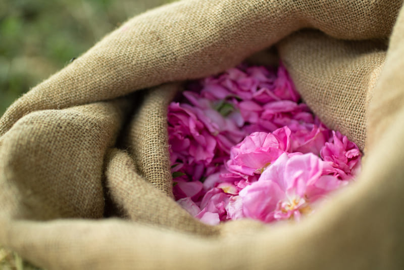 Wandern Provence durch Grasse, Sack mit frisch geernteten Rosenblüten