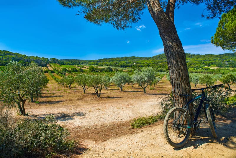 Wandern Provence durch Olivenhaine auf der Île de Porquerolles, Fahrrad an einem Baum