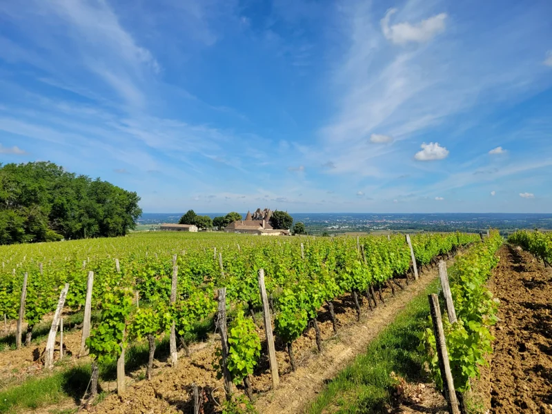 Weinberge bei Monbazillac im Périgord