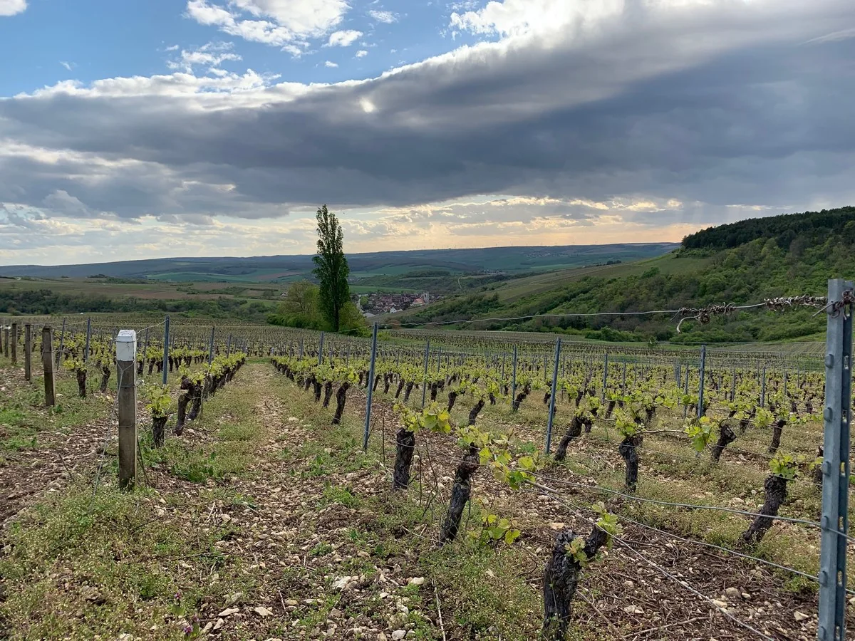 Weinberg in Burgund unter Wolkenhimmel
