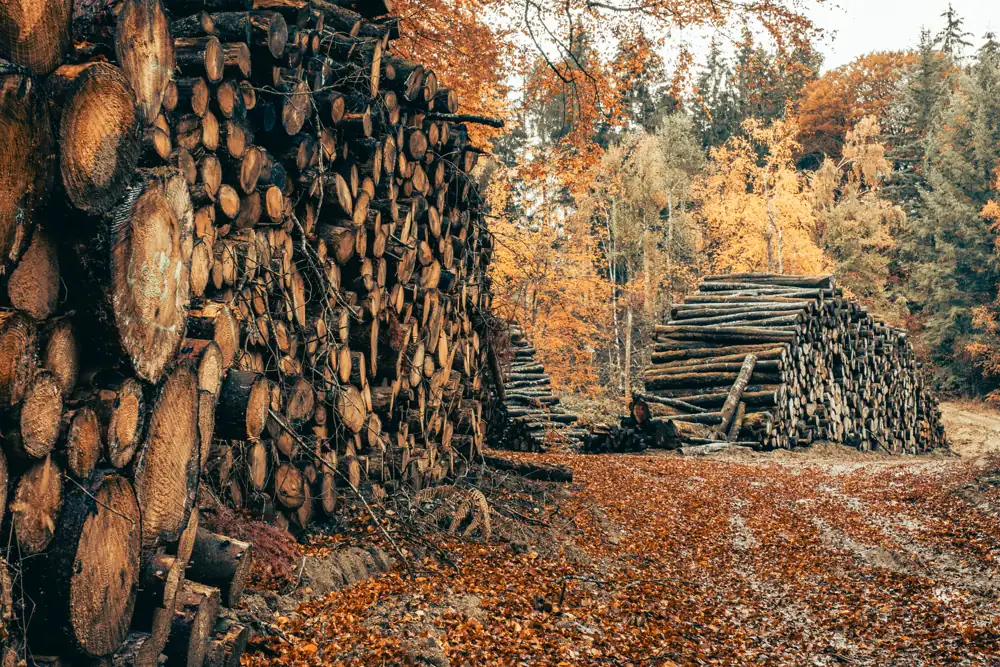 Herbstlich gefärbter Wald im Morvan mit gestapelten Baumstämmen