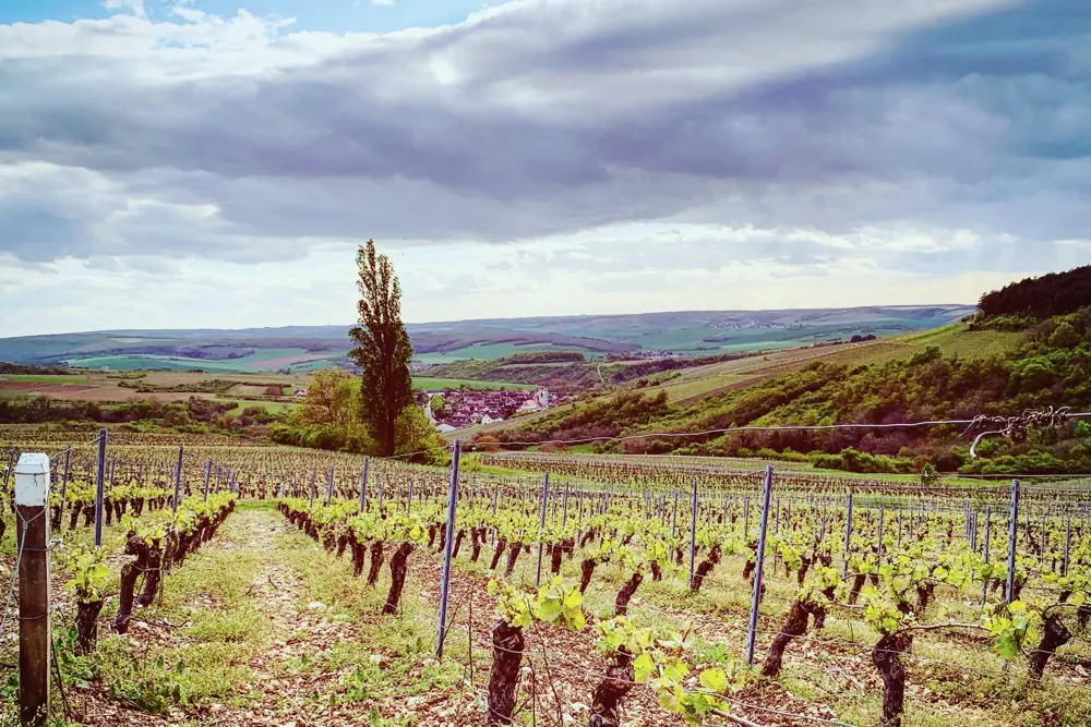 Junge Reben im Frühling in einem Weinberg in Burgund